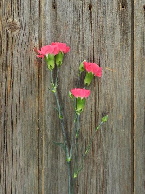 PIGEON HOT PINK MINI CARNATIONS